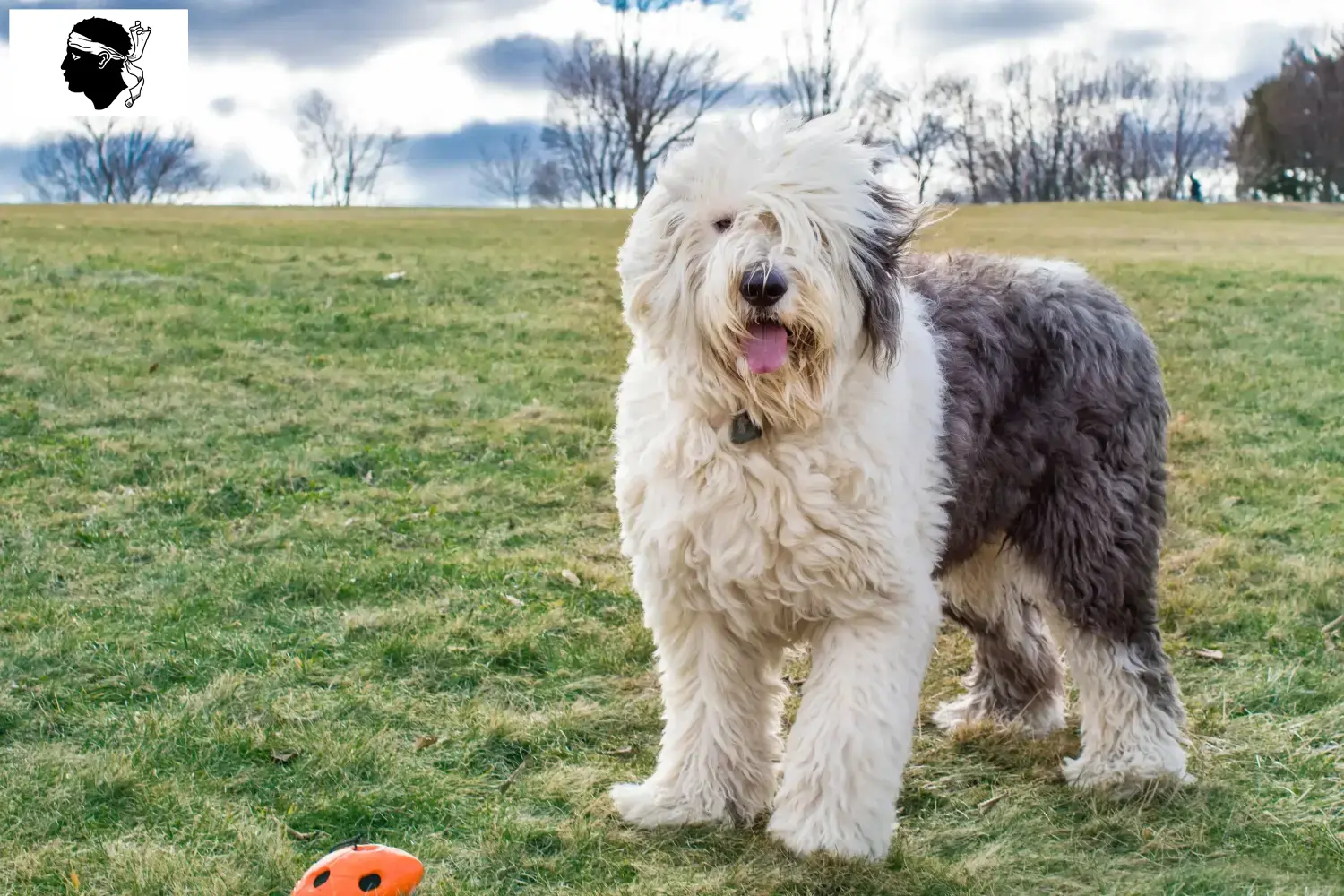 Read more about the article Bobtail breeders and puppies in Corsica