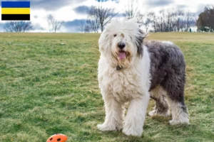 Read more about the article Bobtail breeders and puppies in Gelderland