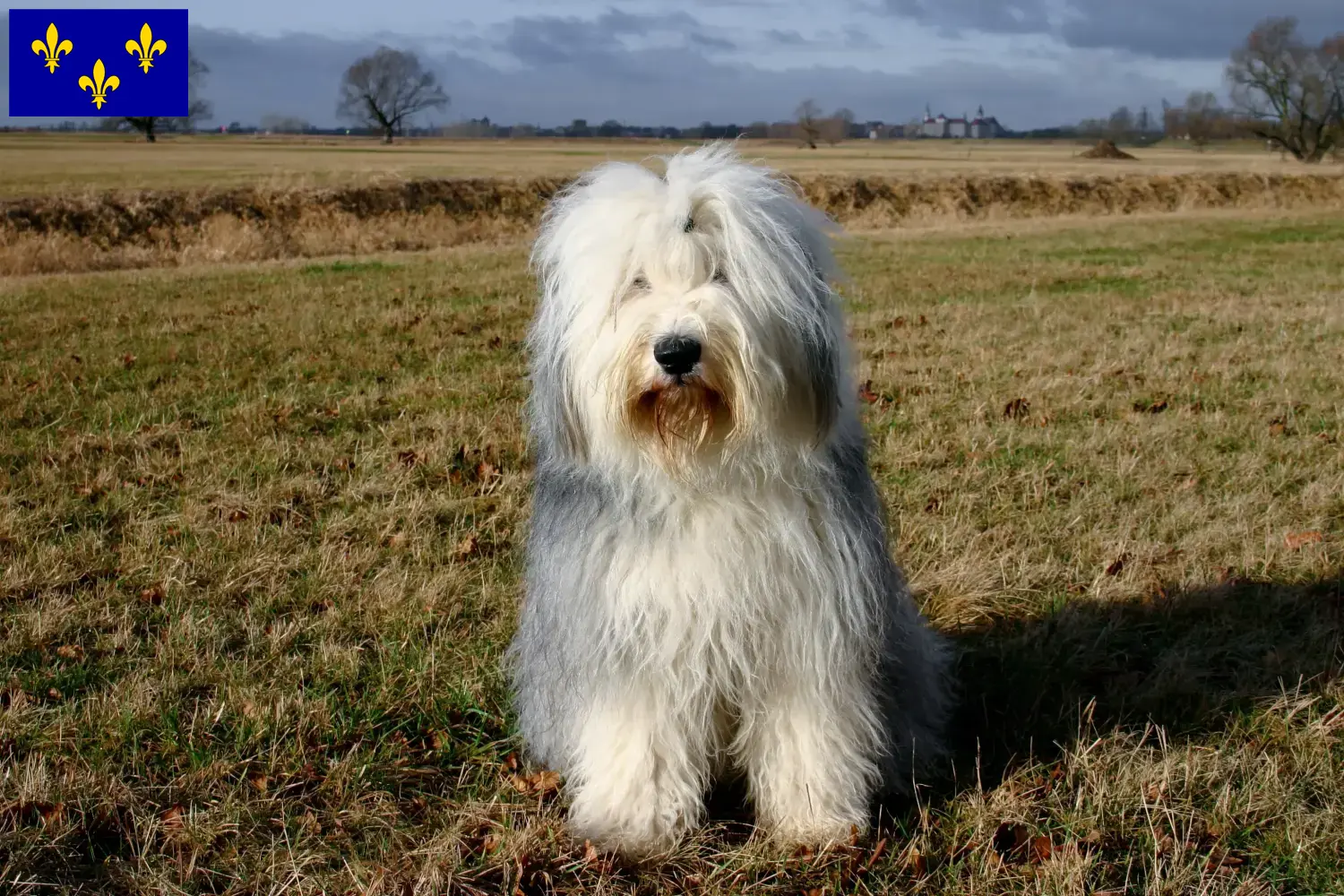 Read more about the article Bobtail breeders and puppies in Île-de-France