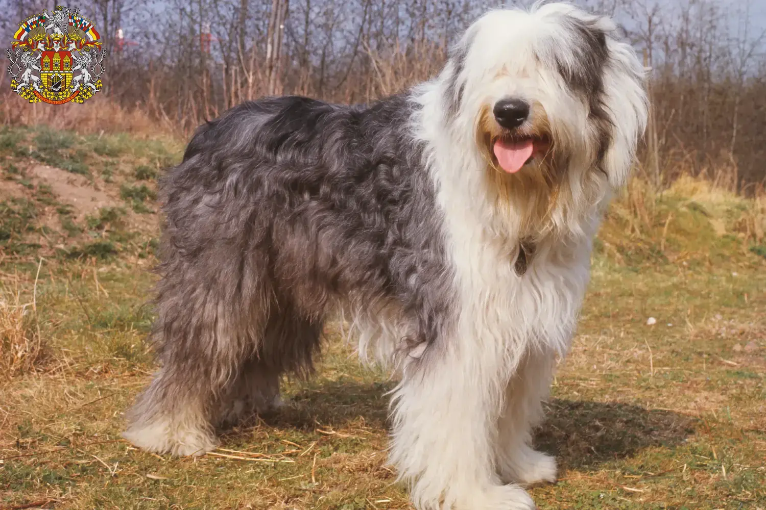 Read more about the article Bobtail breeders and puppies in Prague