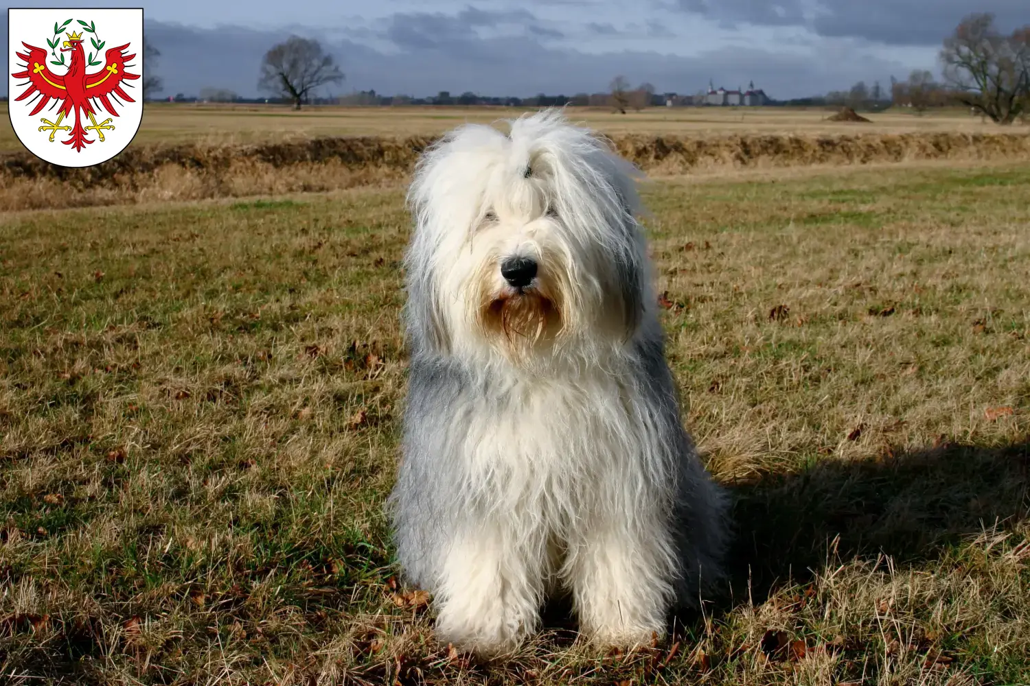 Read more about the article Bobtail breeders and puppies in Tyrol