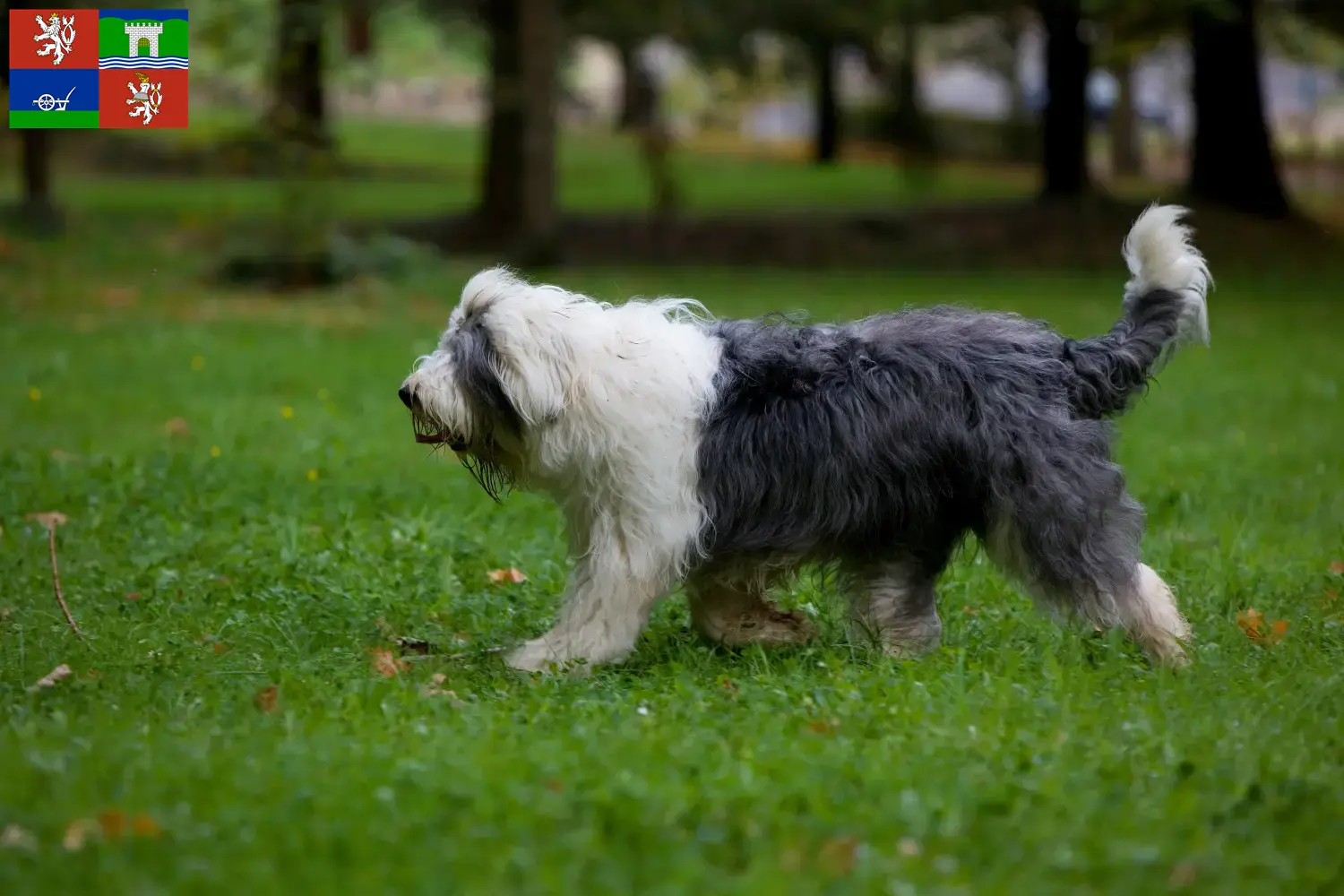 Read more about the article Bobtail breeders and puppies in Ústí