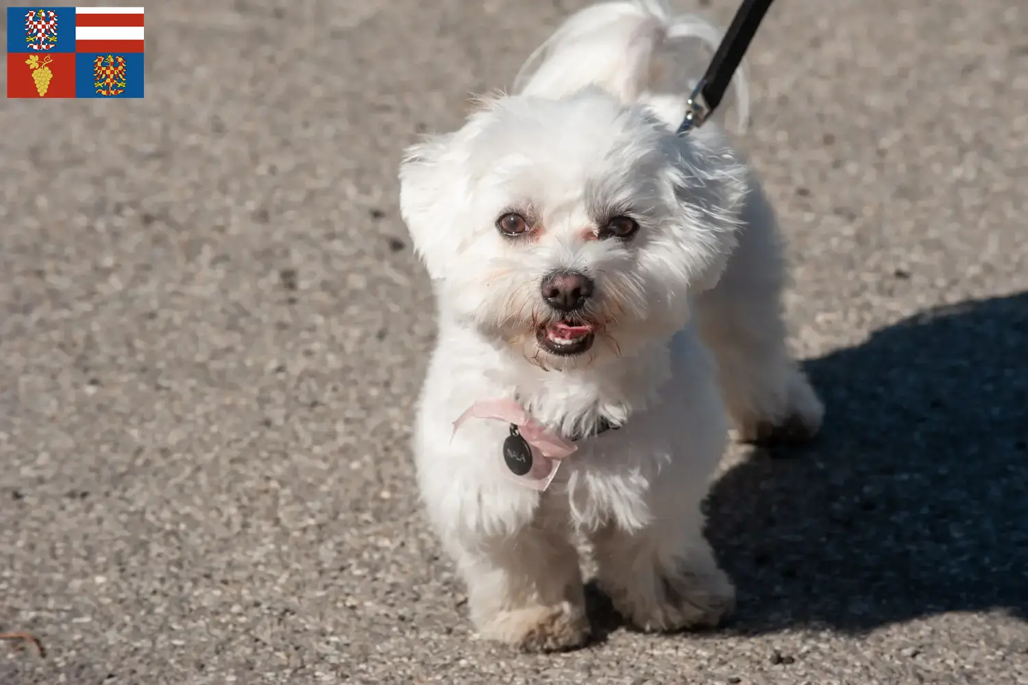 Read more about the article Bolognese breeders and puppies in South Moravia