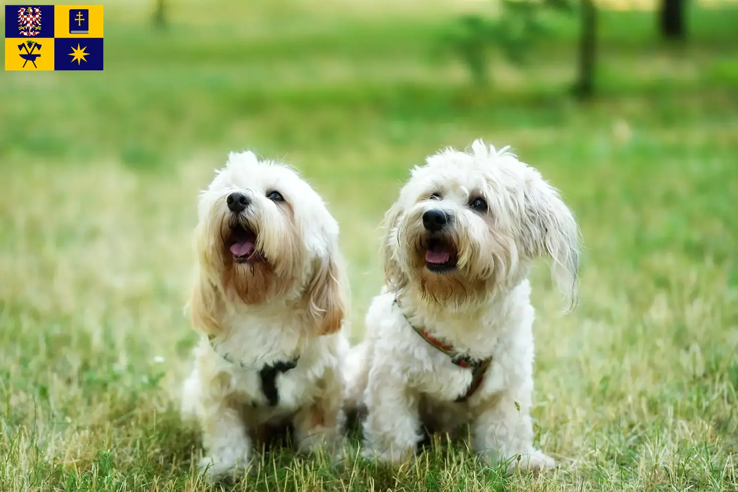 Read more about the article Bolognese breeders and puppies in Zlín