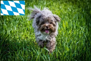 Read more about the article Bolonka Zwetna breeders and puppies in Bavaria