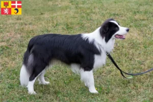 Read more about the article Border Collie breeders and puppies in Auvergne-Rhône-Alpes