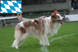 Read more about the article Border Collie breeders and puppies in Bavaria