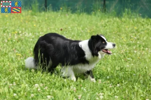 Read more about the article Border Collie breeders and puppies in Bourgogne-Franche-Comté