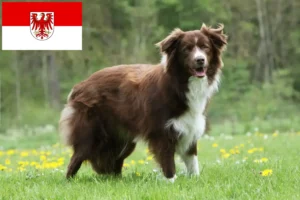 Read more about the article Border Collie breeders and puppies in Brandenburg