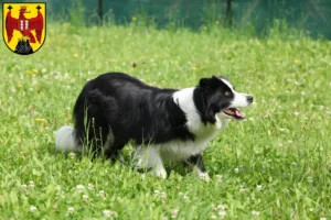 Read more about the article Border Collie breeders and puppies in Burgenland