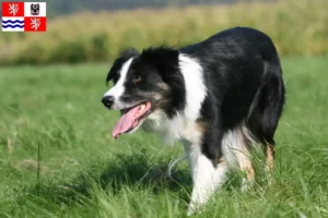 Read more about the article Border Collie breeders and puppies in Central Bohemia