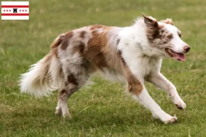 Read more about the article Border Collie breeders and puppies in Drenthe