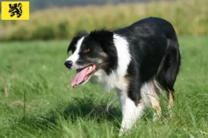 Read more about the article Border Collie breeders and puppies in Flanders