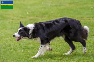 Read more about the article Border Collie breeders and puppies in Flevoland