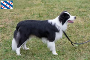 Read more about the article Border Collie breeders and puppies in Friesland