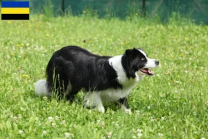 Read more about the article Border Collie breeders and puppies in Gelderland