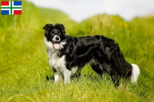 Read more about the article Border Collie breeders and puppies in Groningen