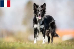 Read more about the article Border Collie breeders and puppies in Guadeloupe