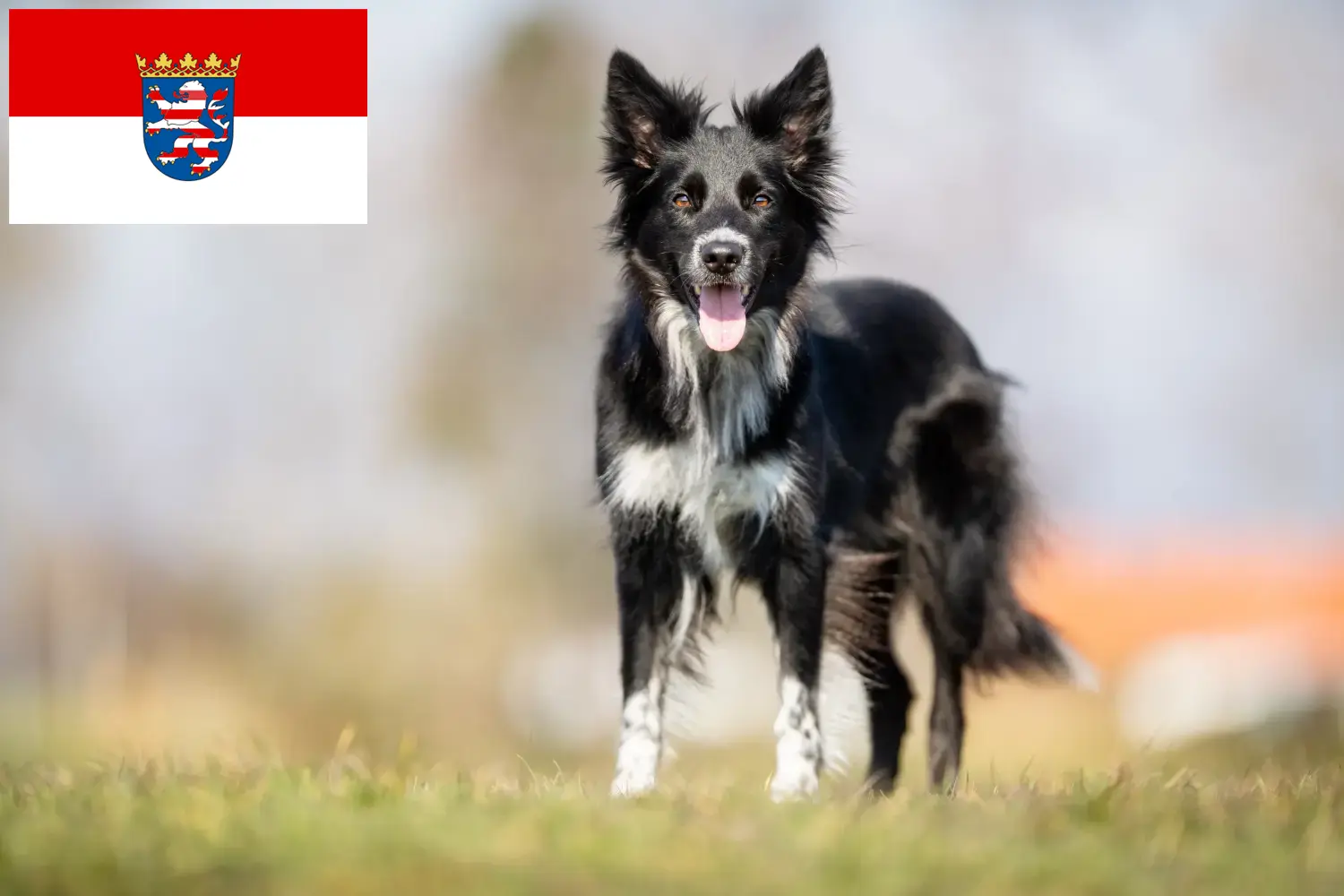 Read more about the article Border Collie breeders and puppies in Hessen