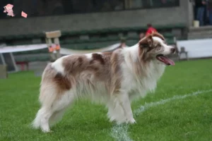 Read more about the article Border Collie breeders and puppies in Hovedstaden