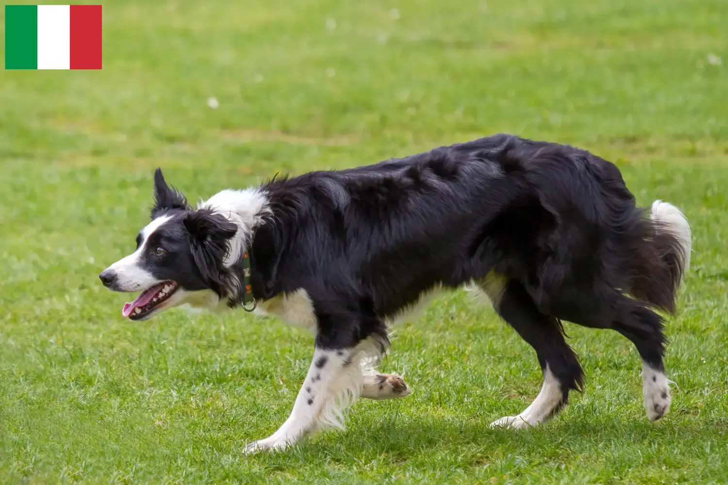 Read more about the article Border Collie breeders and puppies in Italy