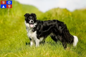 Read more about the article Border Collie breeders and puppies in Liberec