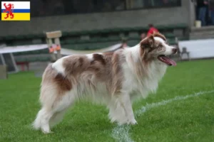 Read more about the article Border Collie breeders and puppies in Limburg