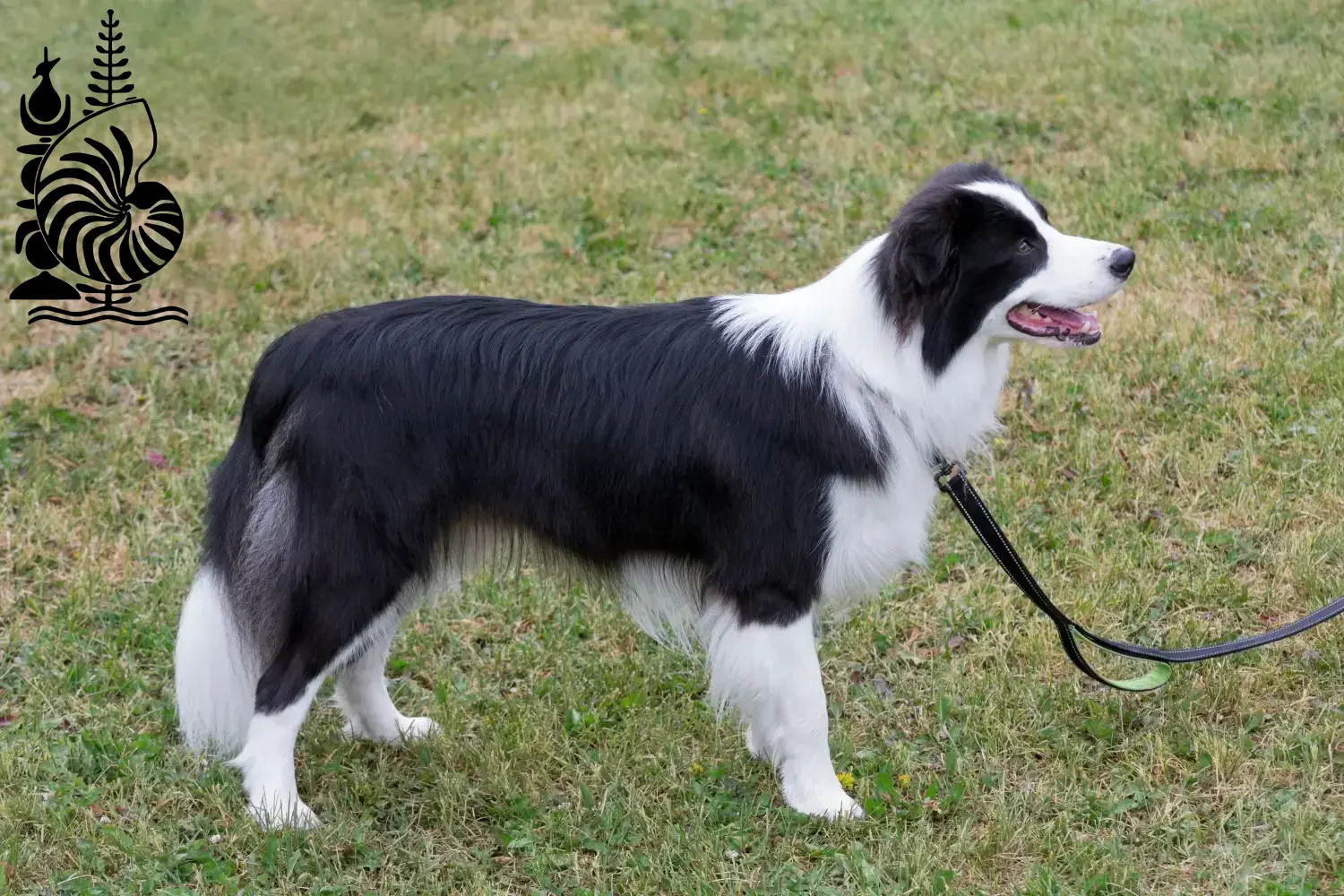 Read more about the article Border Collie breeders and puppies in New Caledonia