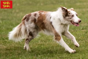 Read more about the article Border Collie breeders and puppies in Normandy