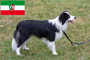 Read more about the article Border Collie breeders and puppies in North Rhine-Westphalia