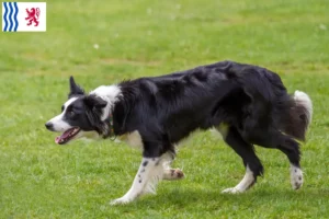 Read more about the article Border Collie breeders and puppies in Nouvelle-Aquitaine