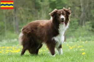 Read more about the article Border Collie breeders and puppies in Overijssel