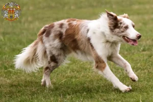 Read more about the article Border Collie breeders and puppies in Prague