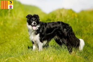 Read more about the article Border Collie breeders and puppies in Provence-Alpes-Côte d’Azur