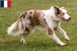 Read more about the article Border Collie breeders and puppies on Réunion