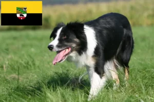 Read more about the article Border Collie breeders and puppies in Saxony-Anhalt