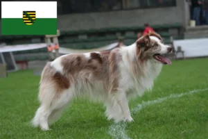 Read more about the article Border Collie breeders and puppies in Saxony