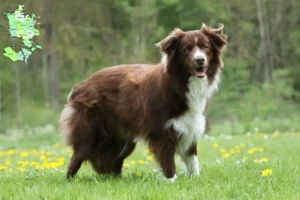 Read more about the article Border Collie breeders and puppies in Sjælland