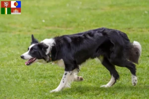 Read more about the article Border Collie breeders and puppies in South Bohemia