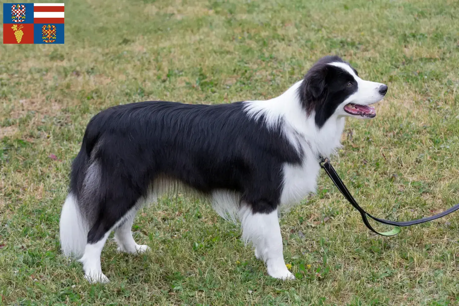 Read more about the article Border Collie breeders and puppies in South Moravia