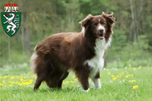 Read more about the article Border Collie breeders and puppies in Styria