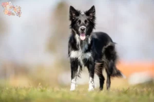 Read more about the article Border Collie breeders and puppies in Syddanmark