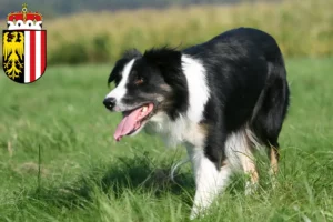 Read more about the article Border Collie breeders and puppies in Upper Austria