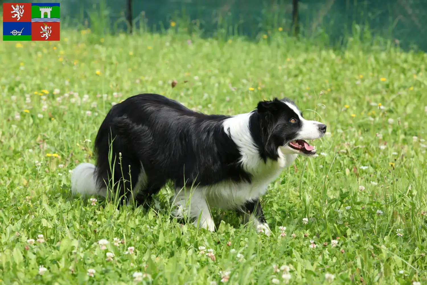 Read more about the article Border Collie breeders and puppies in Ústí