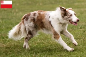 Read more about the article Border Collie breeders and puppies in Utrecht