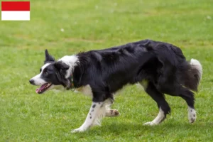 Read more about the article Border Collie breeders and puppies in Vienna