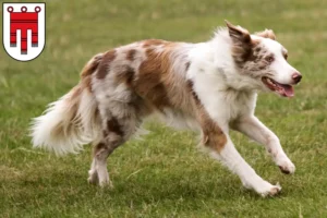 Read more about the article Border Collie breeders and puppies in Vorarlberg