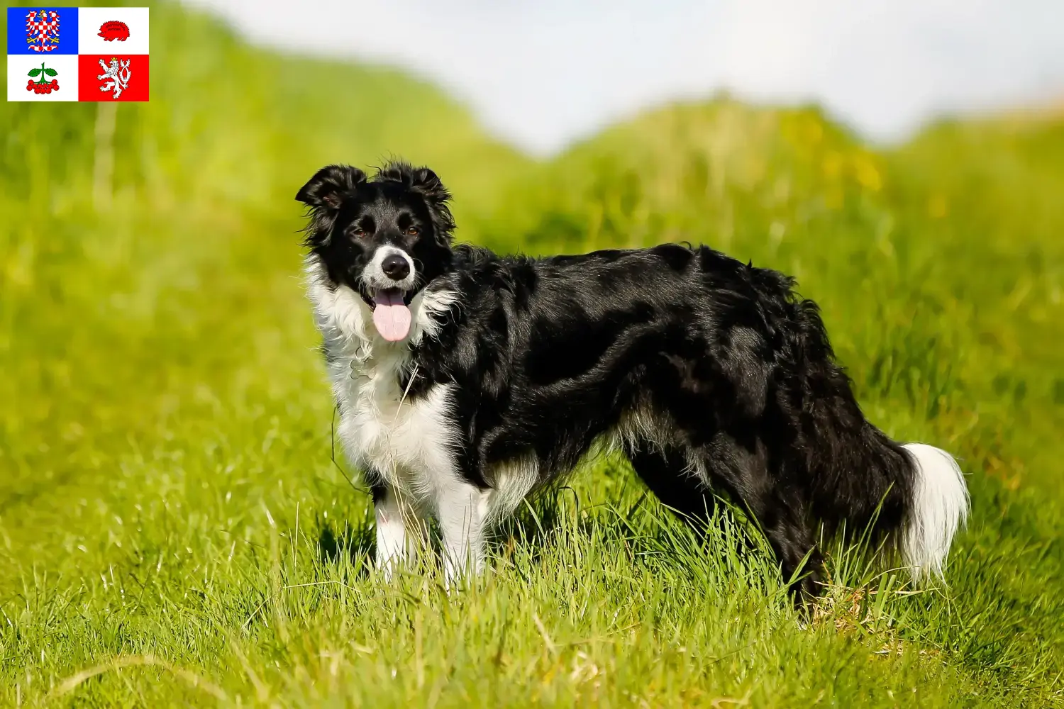 Read more about the article Border Collie breeders and puppies in Vysočina