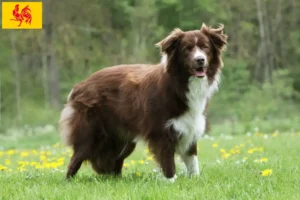 Read more about the article Border Collie breeders and puppies in Walloon Region