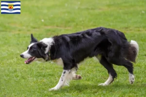 Read more about the article Border Collie breeders and puppies in Zeeland